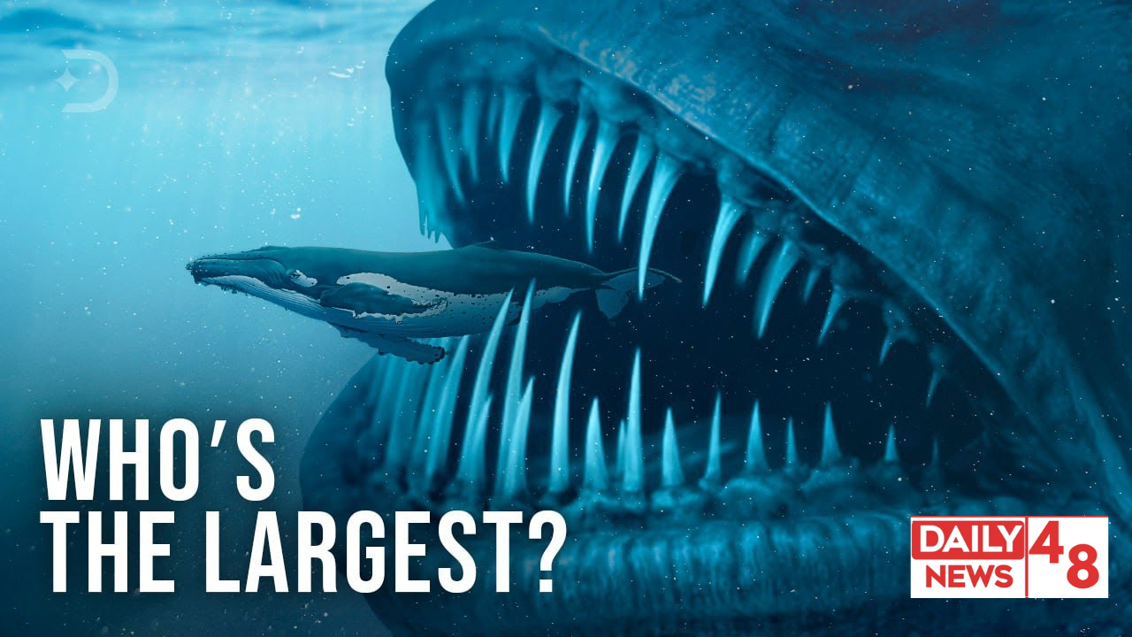 Is the Largest Animal in History Dead or Alive